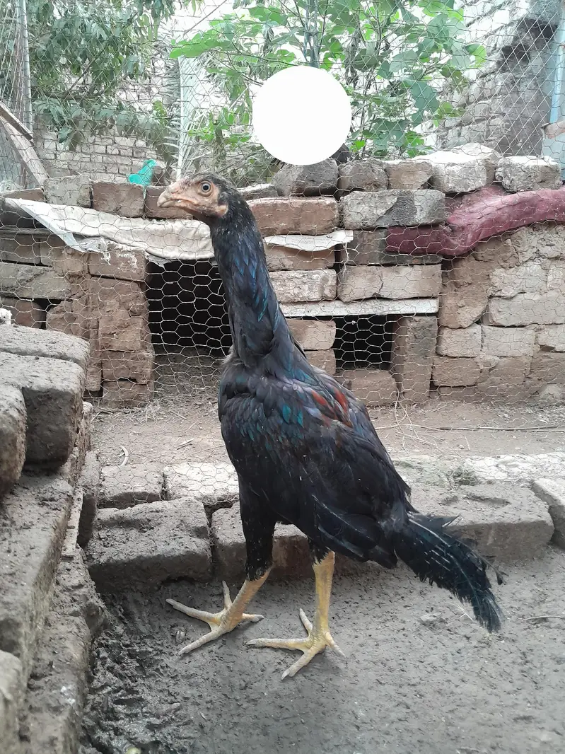 Aseel Mianwali Lakha chucha — photo 2