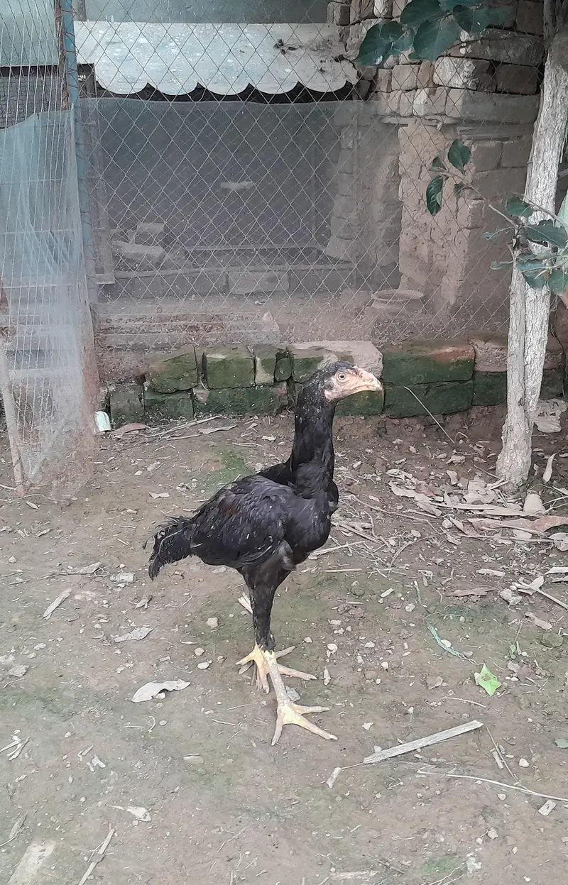 Aseel Mianwali Lakha chucha — photo 3