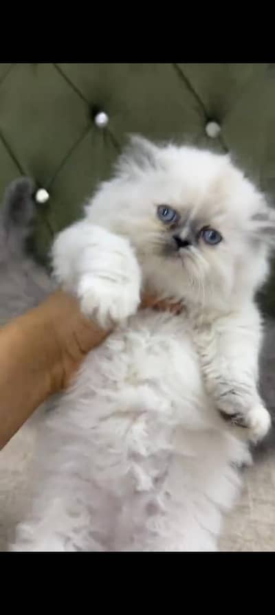 Quality Persian cat & Kittens. Male & female 03479996792. whatsapp