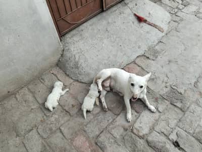 2 baby dog near basti malook Multan