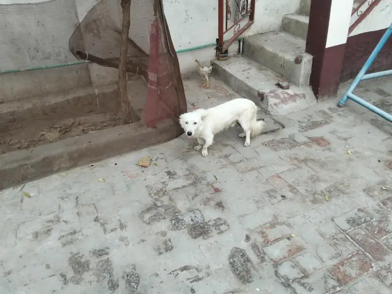 2 baby dog near basti malook Multan — photo 2