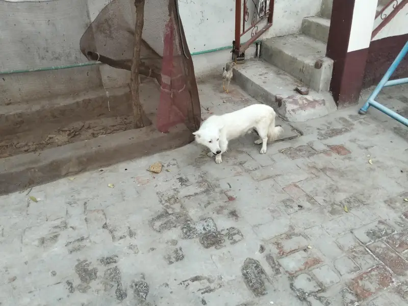 2 baby dog near basti malook Multan — photo 3