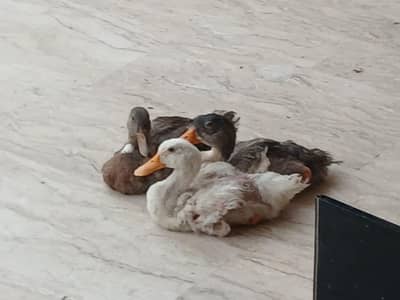 Ducks