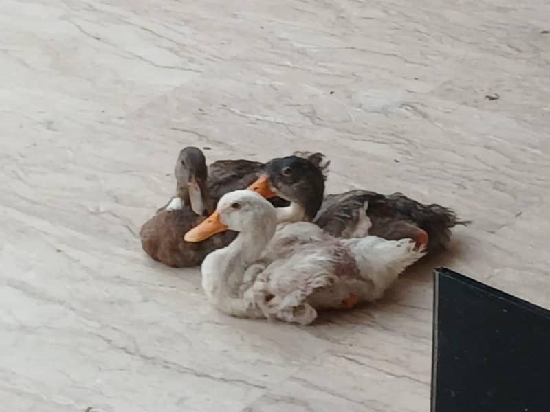 Ducks 0