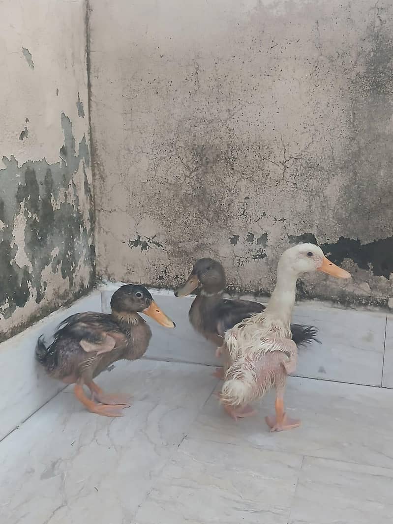 Ducks 1