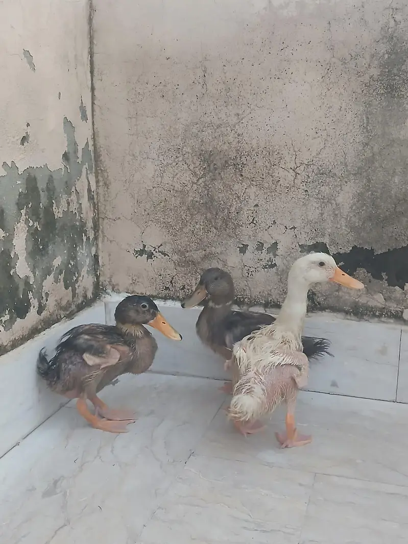 Ducks — photo 2