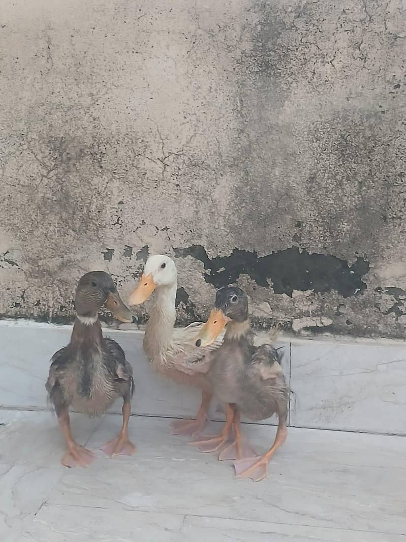 Ducks 2