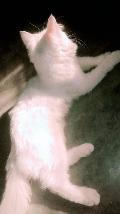 Persian cat