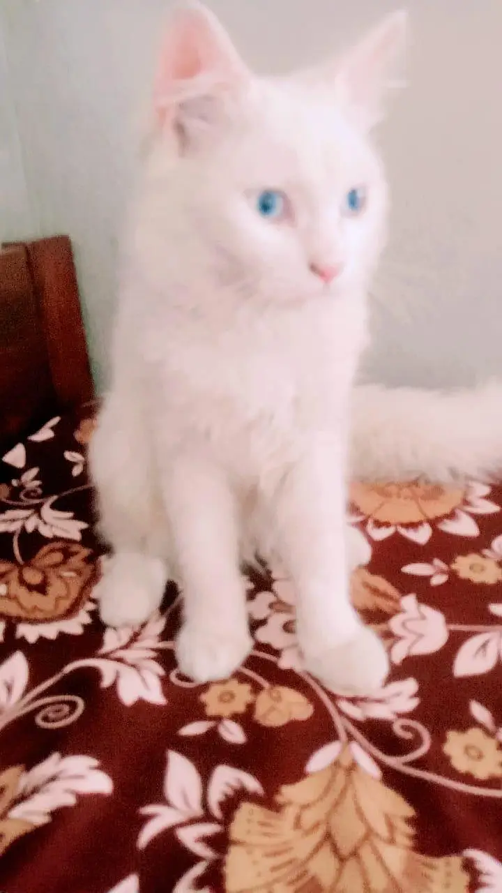 Persian cat — photo 2