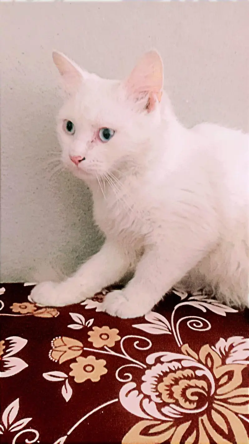 Persian cat — photo 3