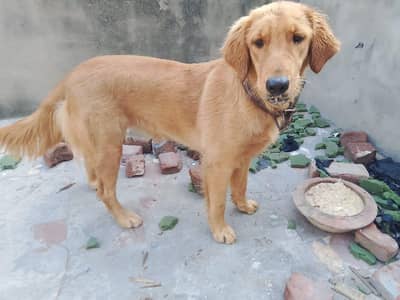 Golden Retriever. 0323.7385303