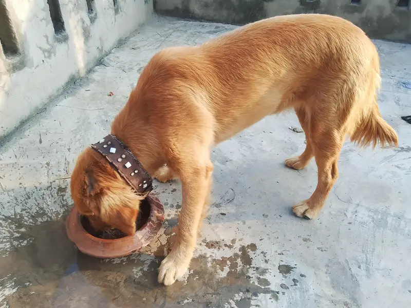 Golden Retriever. 0323.7385303 — photo 2