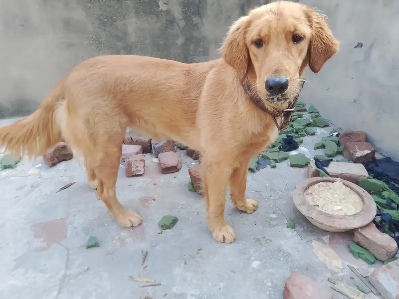 Golden Retriever. 0323.7385303 — photo 3