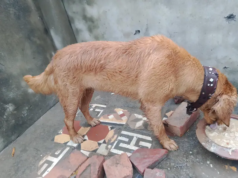 Golden Retriever. 0323.7385303 — photo 4
