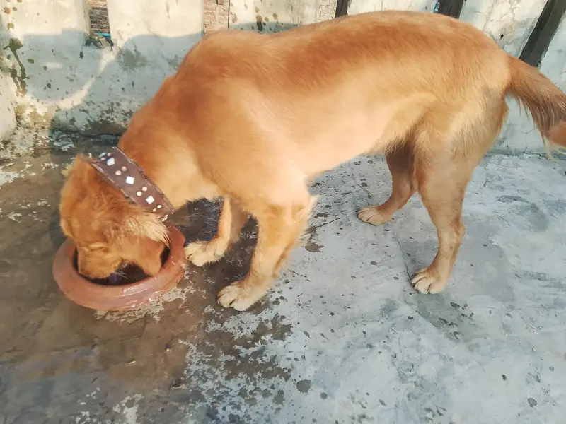 Golden Retriever. 0323.7385303 — photo 5