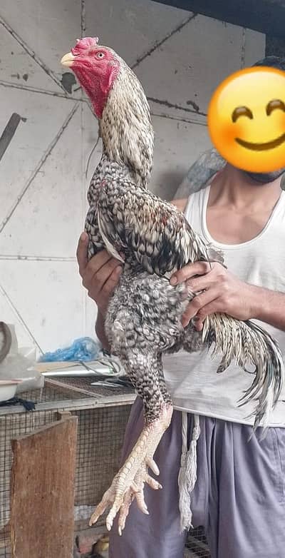 Oshamo male