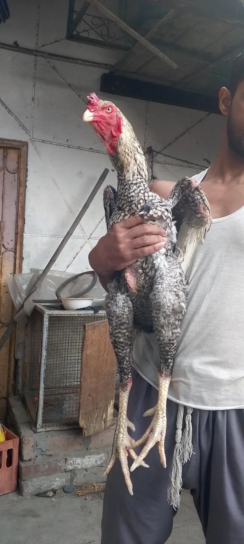 Oshamo male — photo 2