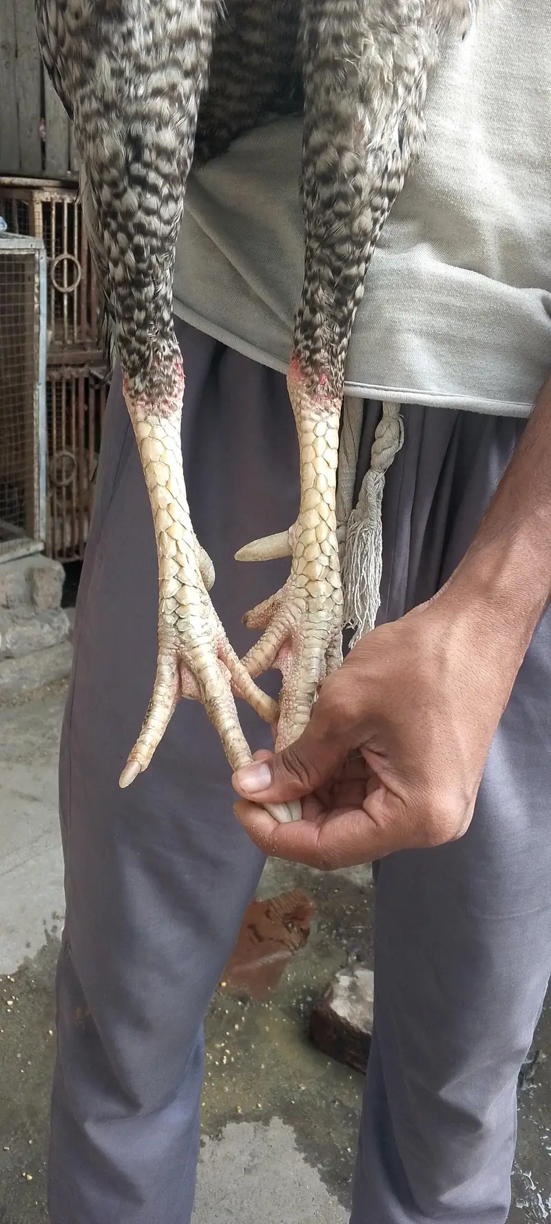 Oshamo male — photo 4