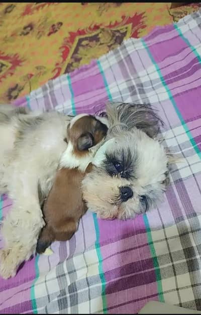pure shihtzu miniature feemale
