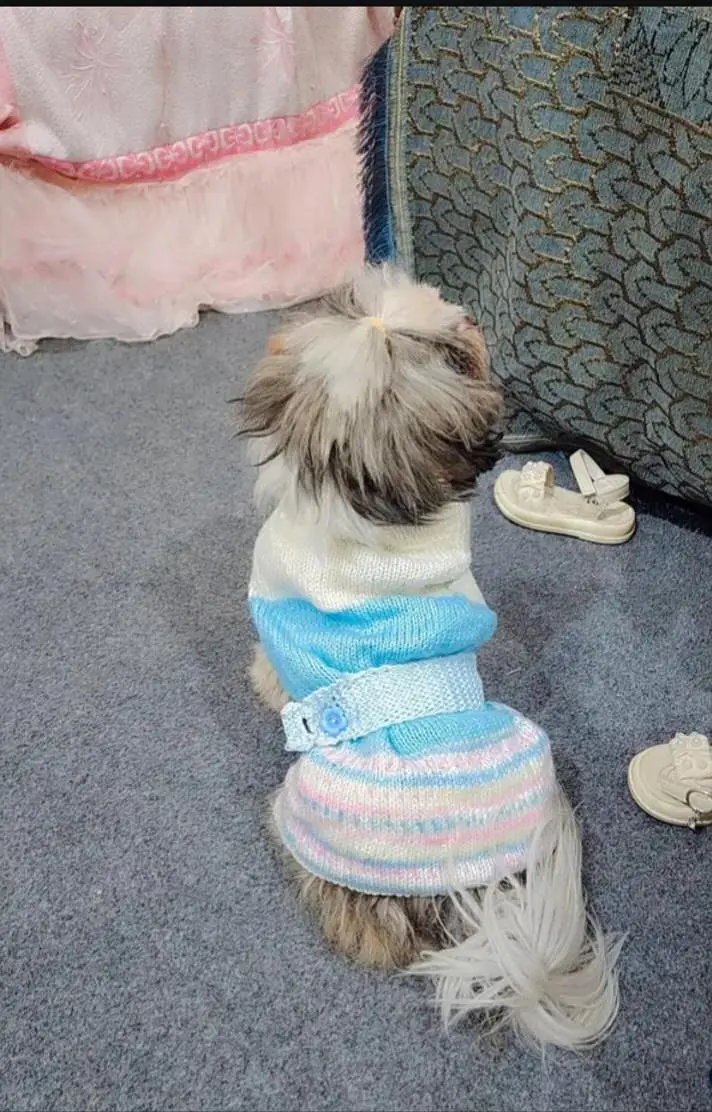 pure shihtzu miniature feemale — photo 2