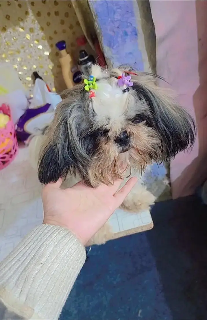 pure shihtzu miniature feemale — photo 3