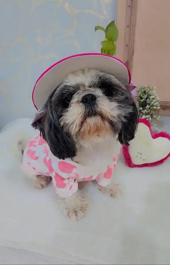 pure shihtzu miniature feemale — photo 4