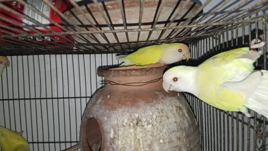Rosicoli Love Bird's