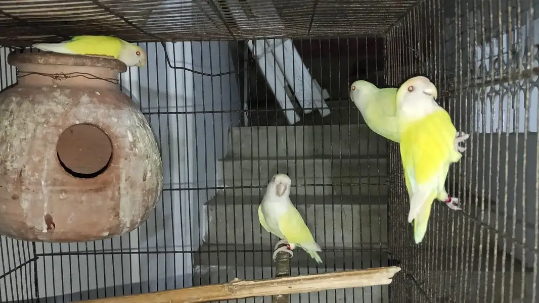 Rosicoli Love Bird's — photo 2