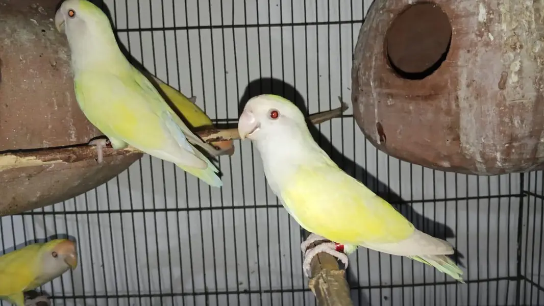 Rosicoli Love Bird's — photo 3