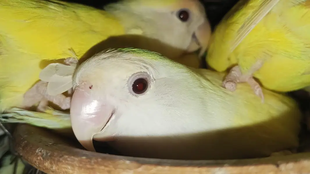 Rosicoli Love Bird's — photo 4