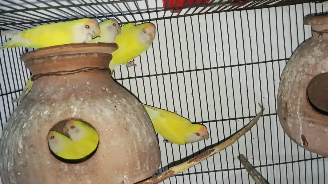 Rosicoli Love Bird's — photo 5