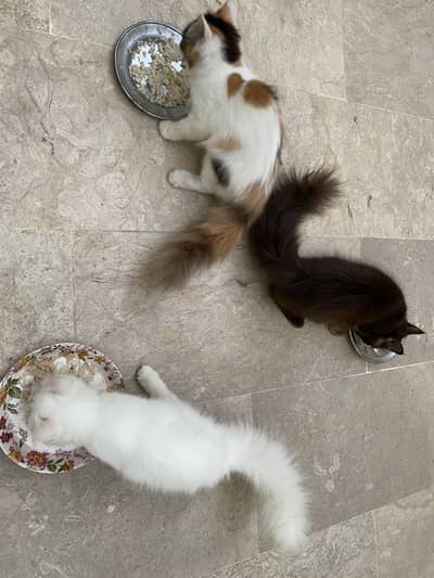 3 Persian kittens 2 female 1 male