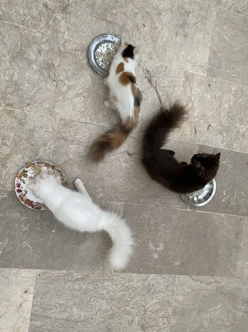 3 Persian kittens 2 female 1 male — photo 2
