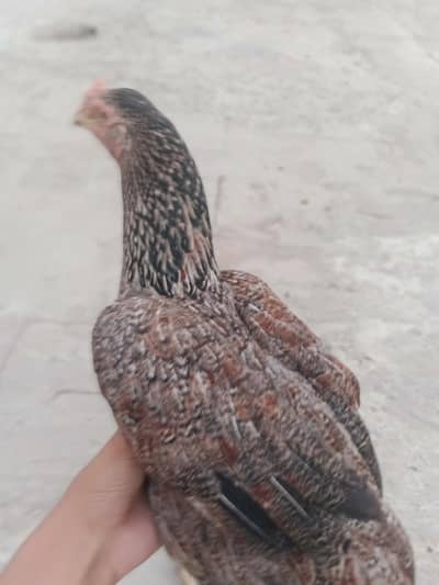 Aseel mianwali