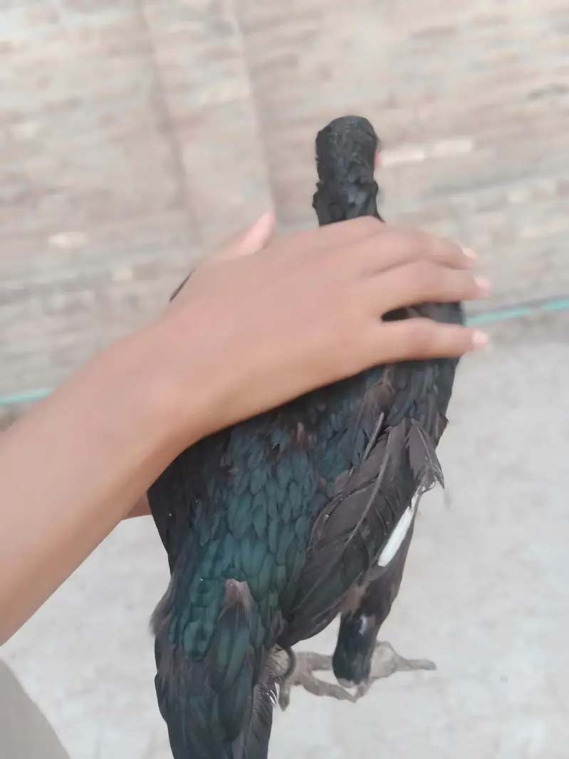 Aseel mianwali — photo 4
