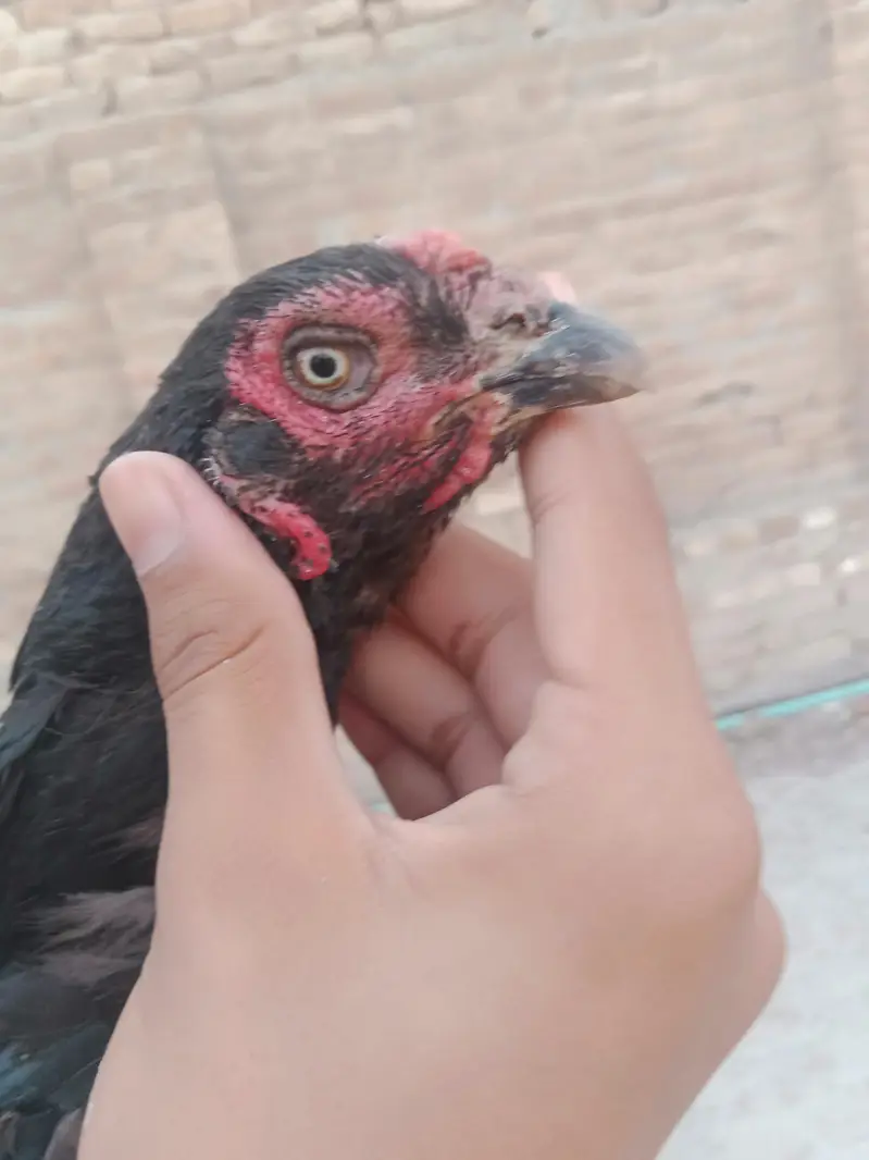 Aseel mianwali — photo 5