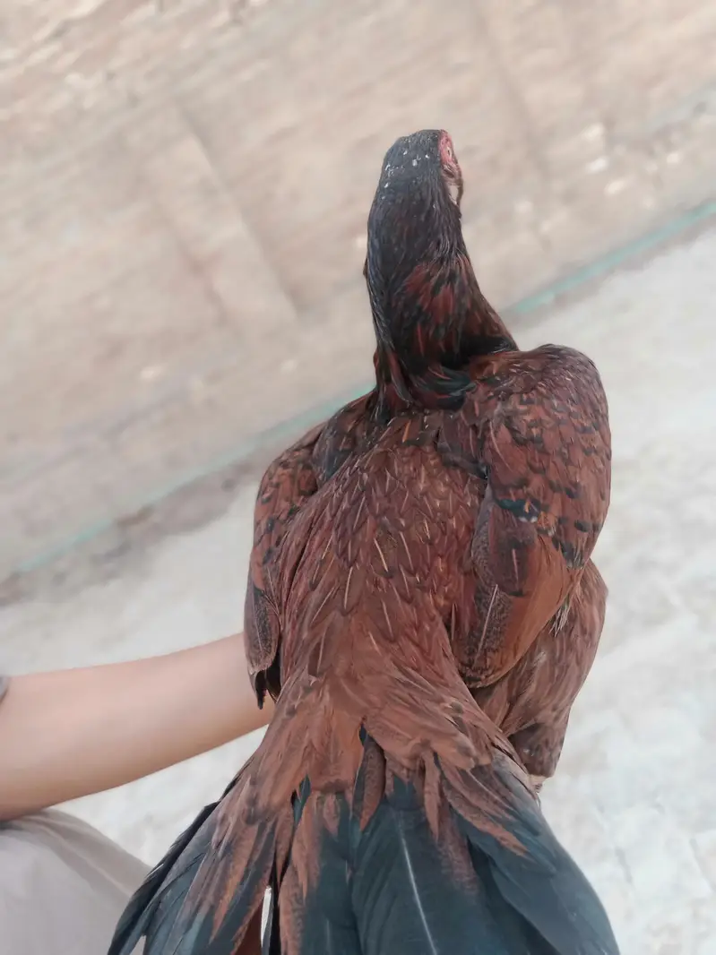 Aseel mianwali — photo 8