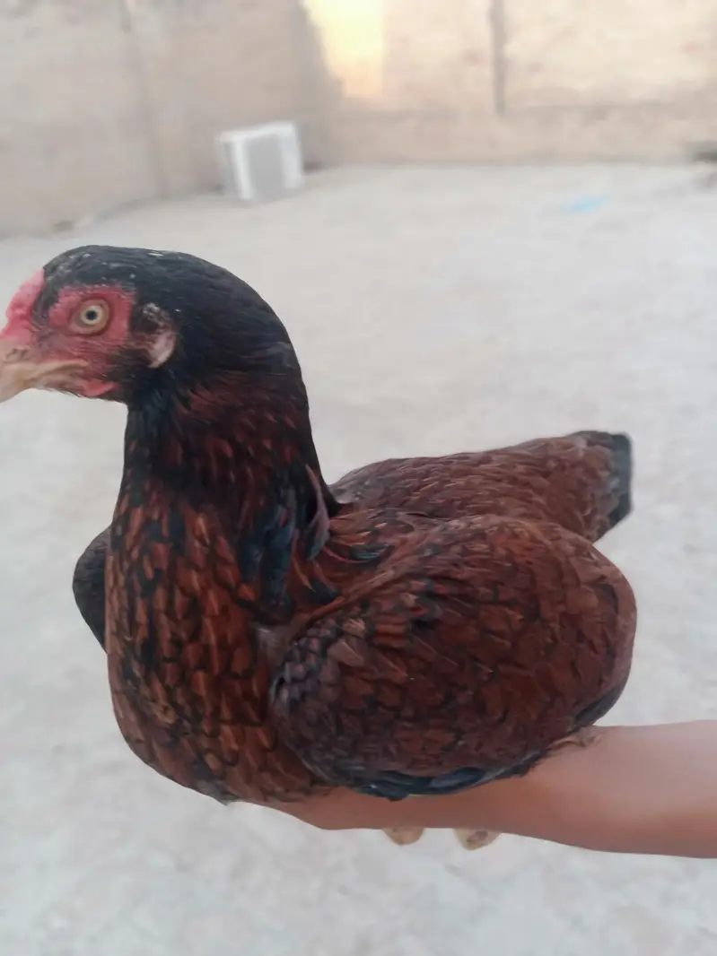 Aseel mianwali — photo 9