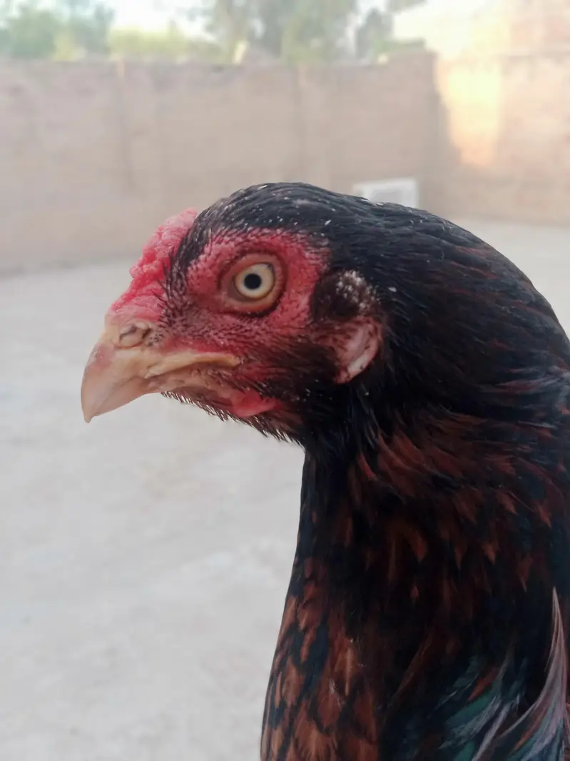 Aseel mianwali — photo 11