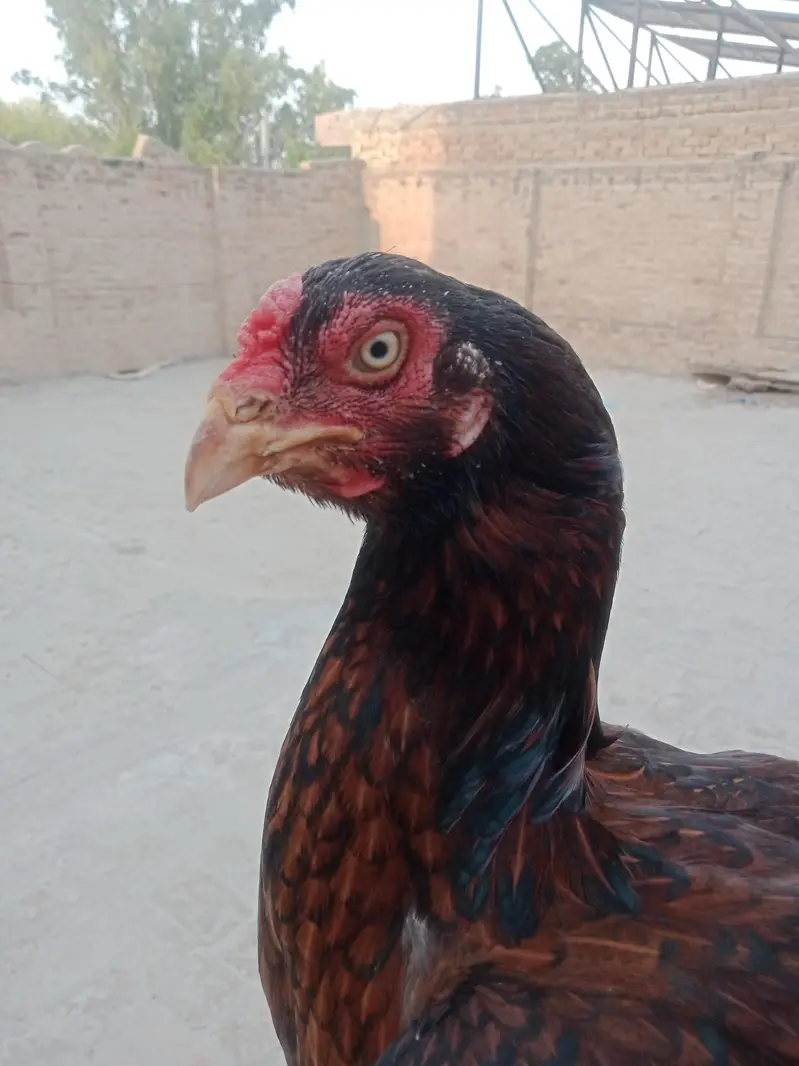 Aseel mianwali — photo 12