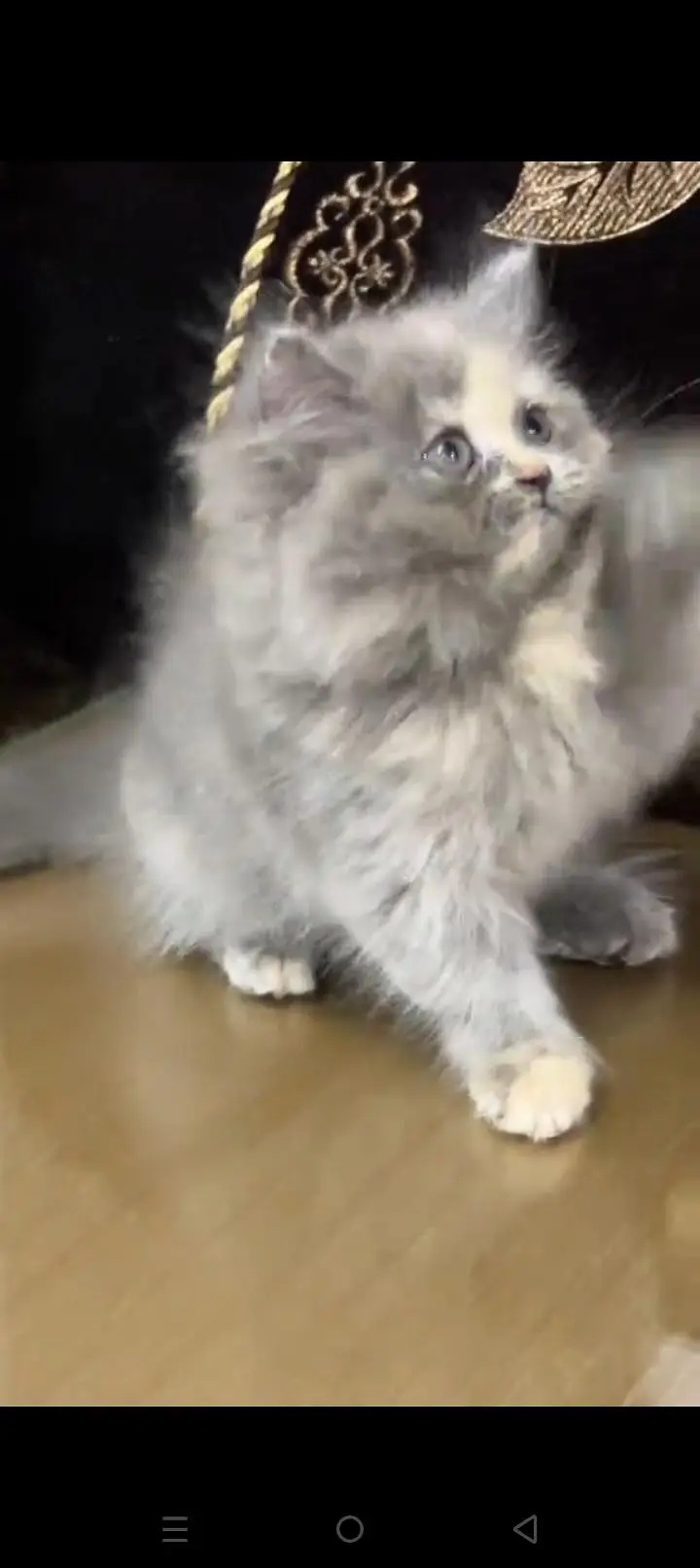 Quality Persian cat & Kittens. Male & female 03479996792. whatsapp — photo 2