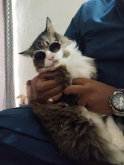Persian Male cat