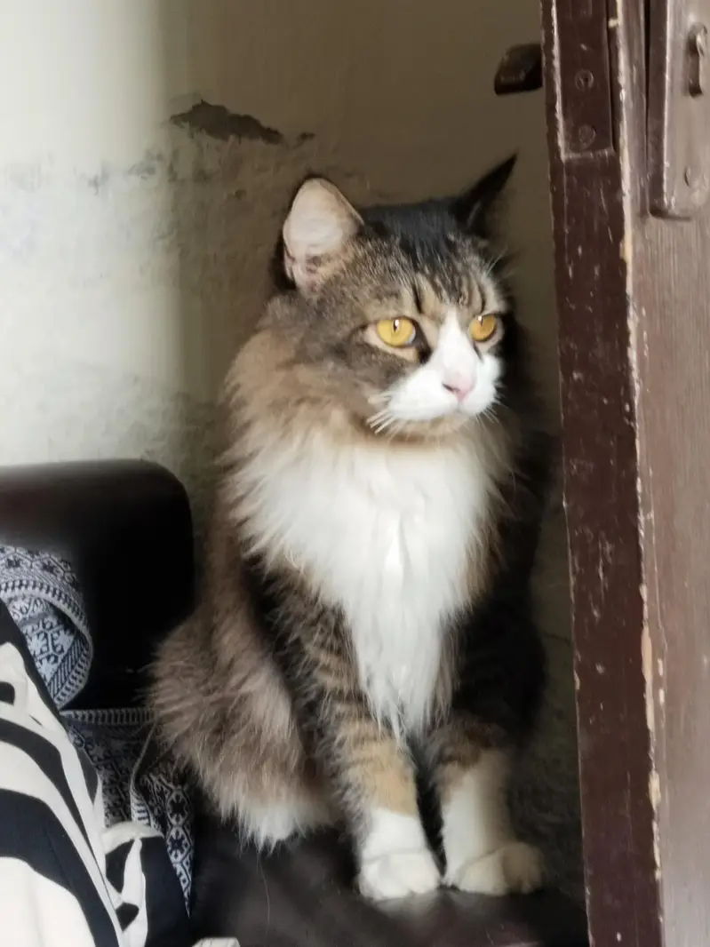 Persian Male cat — photo 2