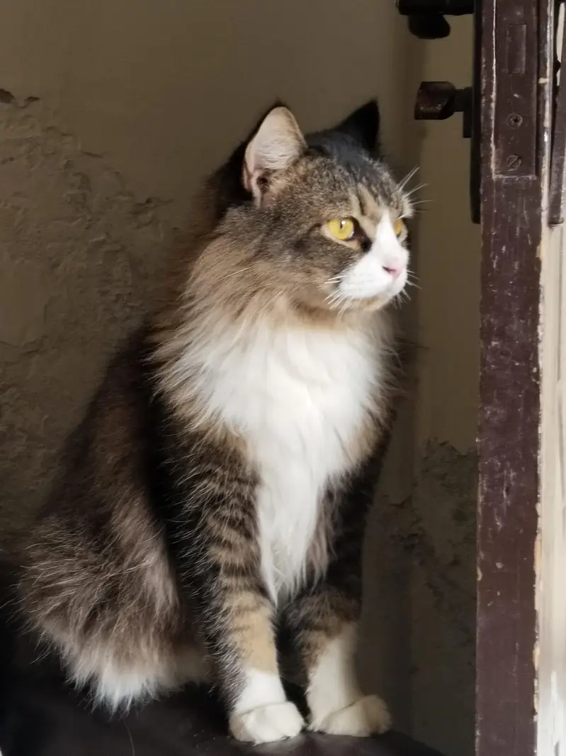 Persian Male cat — photo 3