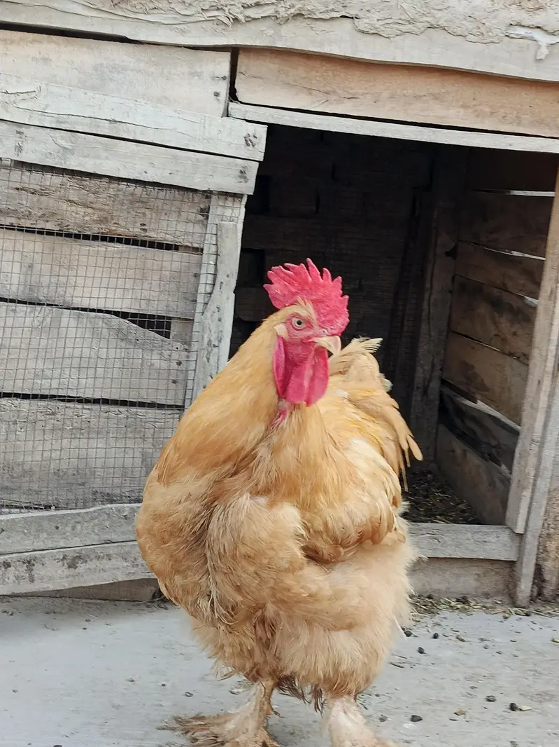 Golden Heavy Buff — photo 2
