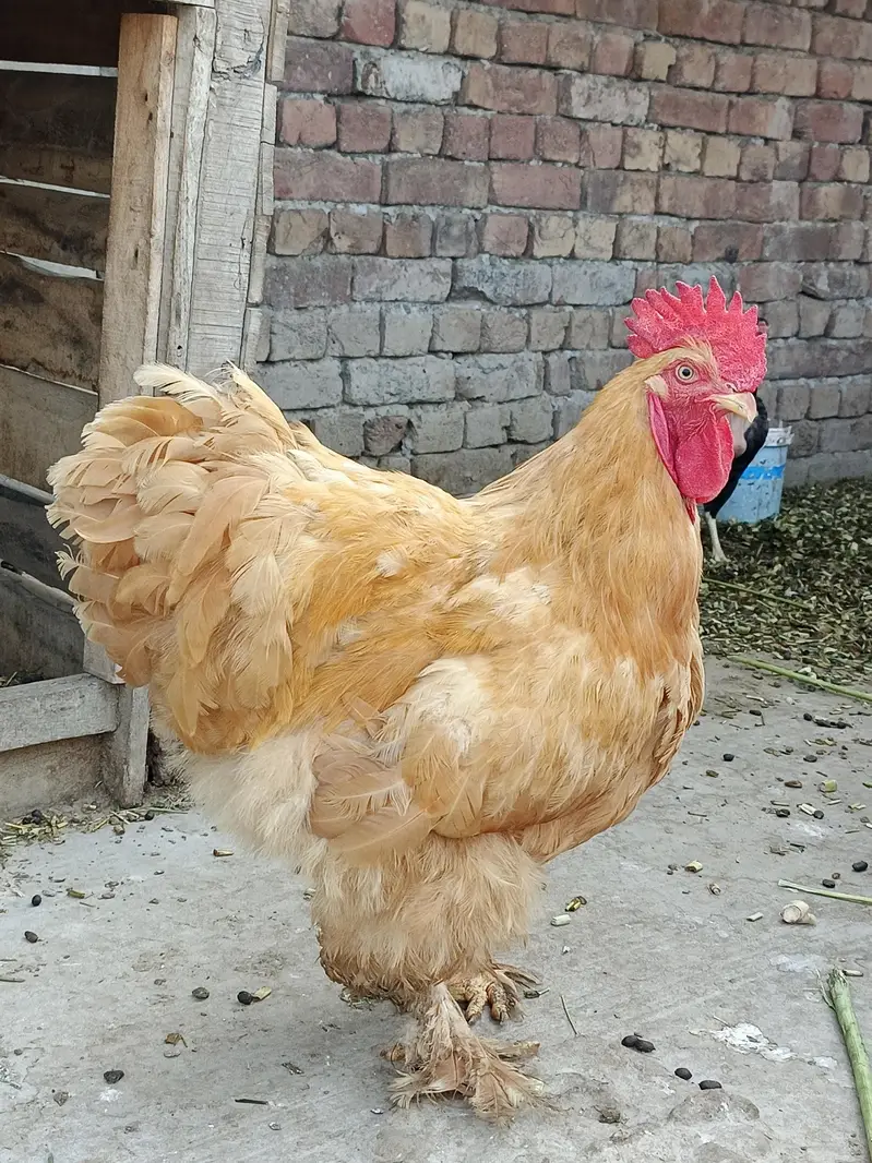 Golden Heavy Buff — photo 3