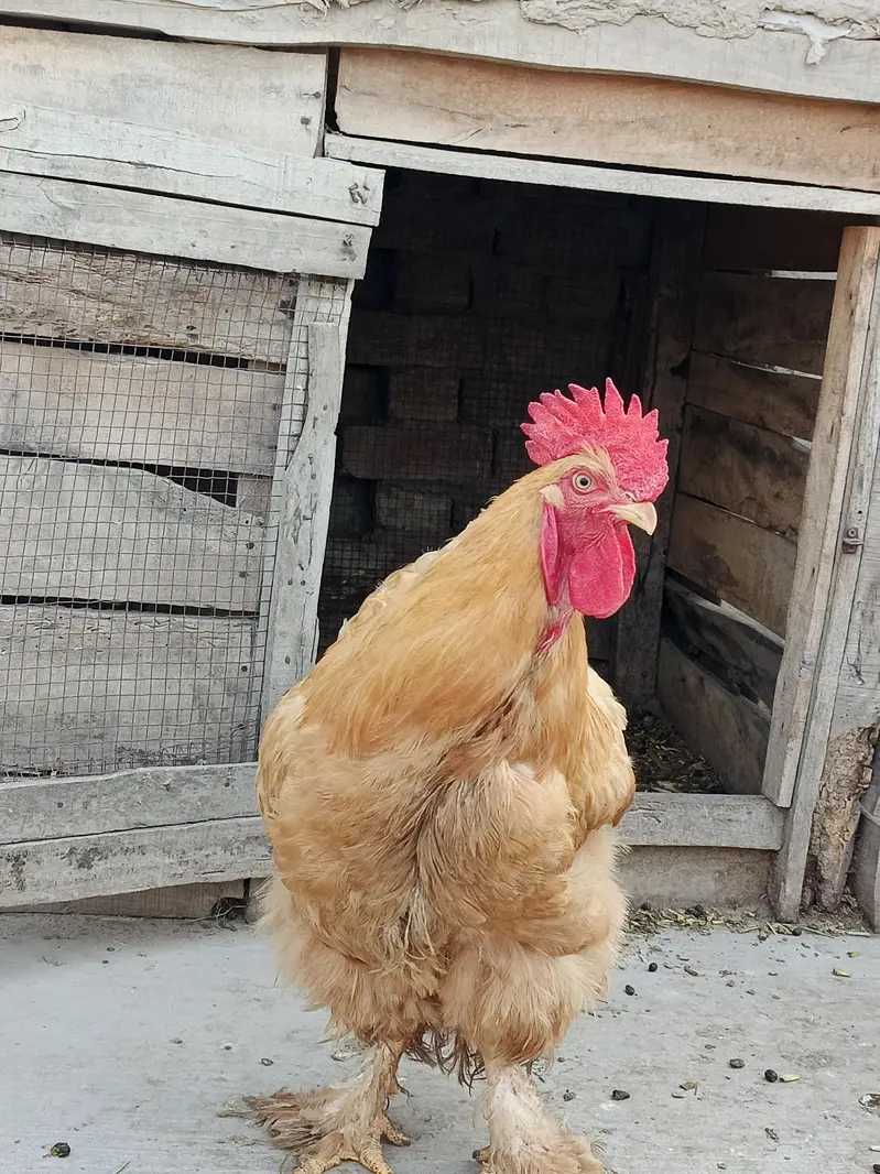Golden Heavy Buff — photo 4