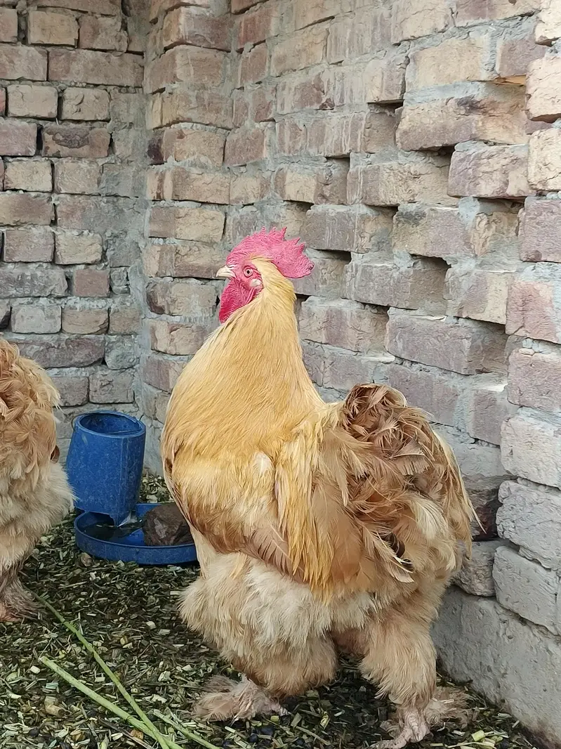 Golden Heavy Buff — photo 5