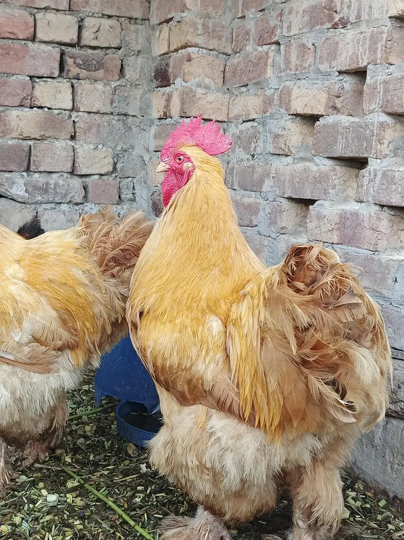 Golden Heavy Buff — photo 6