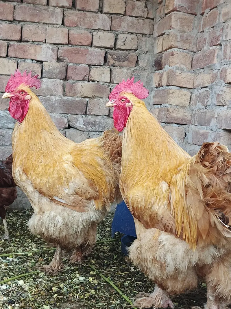 Golden Heavy Buff — photo 8
